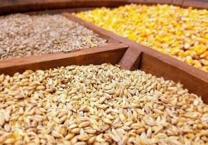 مدیر جهاد کشاورزی کهگیلویه: تولیدکنندگان بخش کشاورزی در شرایط جنگی پای کار هستند+توزیع ۲۱۰۰ تن نهاده دامی بین دامداران روستایی کهگیلویه در سال ۱۴۰۴