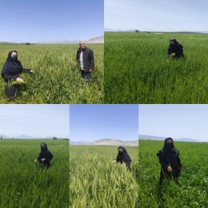رصد مزارع کهگیلویه؛ سن گندم به صورت نقطه ای مشاهده شد / عملیات کنترل در جریان است