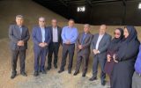 پیش‌بینی برداشت ۱۵۰ هزار تن گندم در کهگیلویه و بویراحمد؛ «رضا فرازی» از خرید تضمینی مطلوب در استان خبر داد